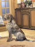 wye niemiecki, spinone italiano