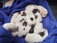 wy�e� niemiecki, spinone italiano