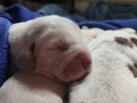 wy�e� niemiecki, spinone italiano