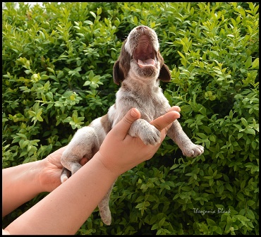 wy�e� niemiecki, spinone italiano