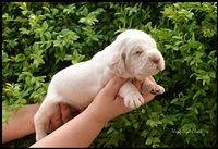 wy�e� niemiecki, spinone italiano
