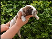 wy�e� niemiecki, spinone italiano