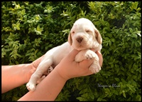 wy�e� niemiecki, spinone italiano