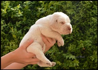 wy�e� niemiecki, spinone italiano