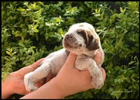 wy�e� niemiecki, spinone italiano