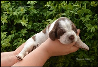 wy�e� niemiecki, spinone italiano