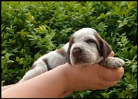 wy�e� niemiecki, spinone italiano