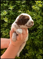 wy�e� niemiecki, spinone italiano