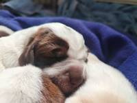 wy�e� niemiecki, spinone italiano
