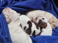 wy�e� niemiecki, spinone italiano