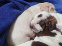 wy�e� niemiecki, spinone italiano