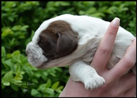 wy�e� niemiecki, spinone italiano