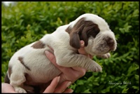 wy�e� niemiecki, spinone italiano