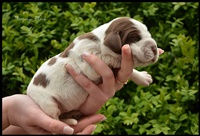 wy�e� niemiecki, spinone italiano