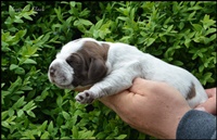 wy�e� niemiecki, spinone italiano