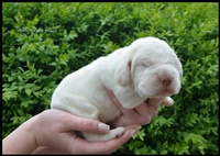 wy�e� niemiecki, spinone italiano