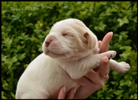 wy�e� niemiecki, spinone italiano