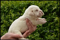 wy�e� niemiecki, spinone italiano