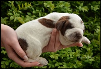wy�e� niemiecki, spinone italiano