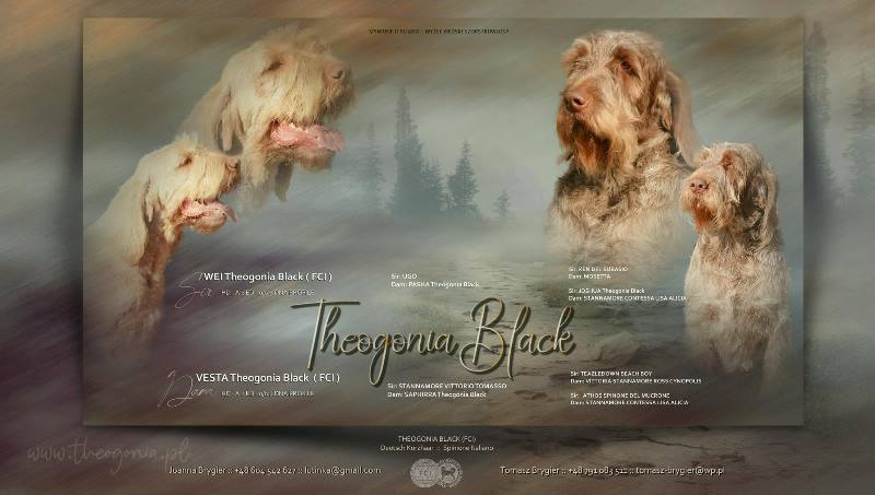 wy�e� niemiecki, spinone italiano