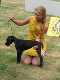 wy�e� niemiecki, spinone italiano
