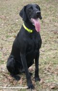wy�e� niemiecki, spinone italiano