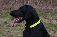 wy�e� niemiecki, spinone italiano