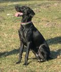 wy�e� niemiecki, spinone italiano