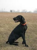 wy�e� niemiecki, spinone italiano