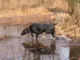 wy�e� niemiecki, spinone italiano