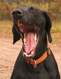 wy�e� niemiecki, spinone italiano
