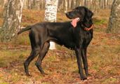 wy�e� niemiecki, spinone italiano