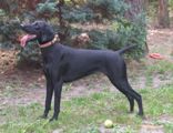 wy�e� niemiecki, spinone italiano